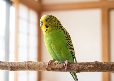 江東区のペット火葬で対応しているインコ・小鳥